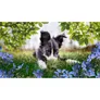 Photoshop & Premiere Elements 2024 | Windows | Studenten & Lehrer | Download