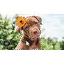 Photoshop & Premiere Elements 2024 | Mac | Studenten & Lehrer | Download